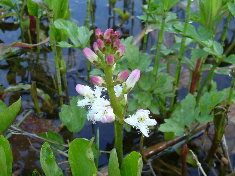 Menyanthes trifoliata / Trifoglio fibrino