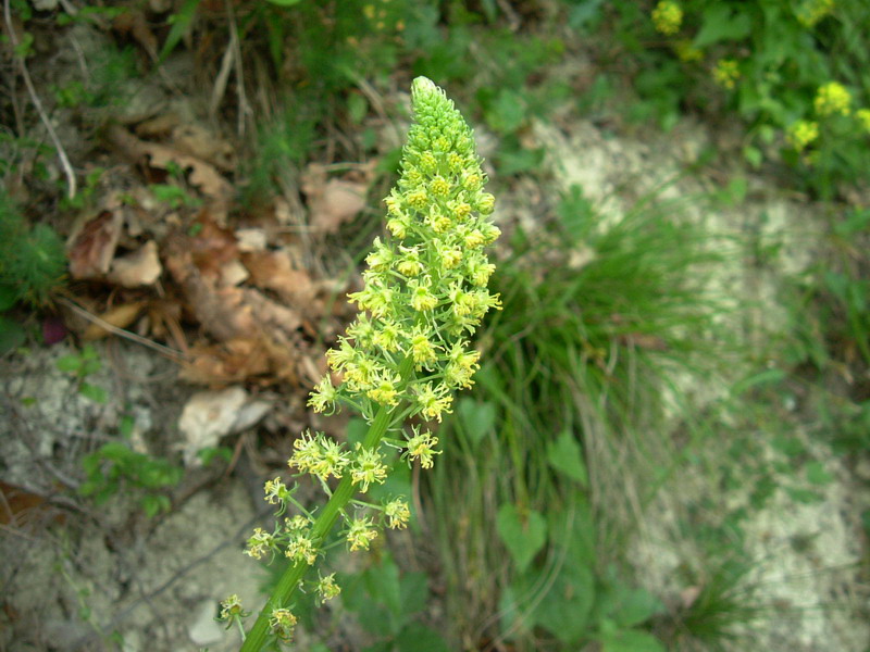 Reseda lutea