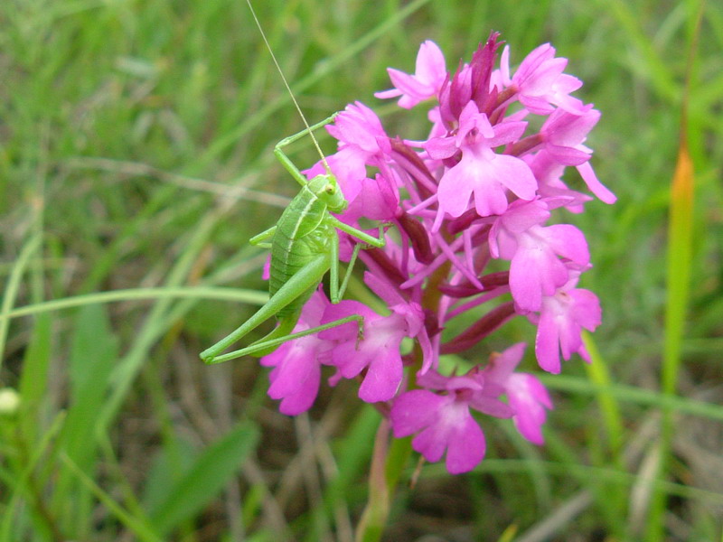 Anacamptis pyramidalis