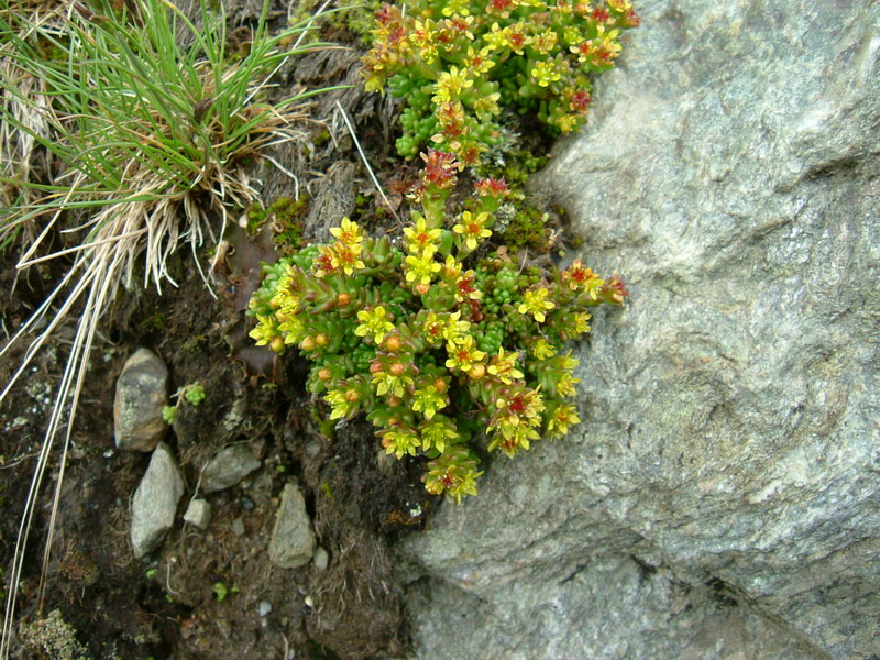 Sedum alpestre / Borracina alpestre