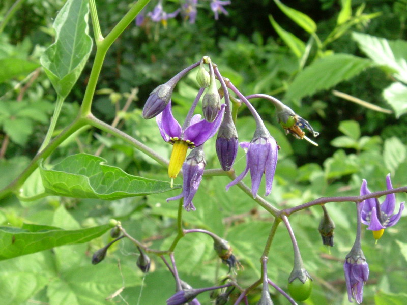 Solanum dulcamara / Morella rampicante