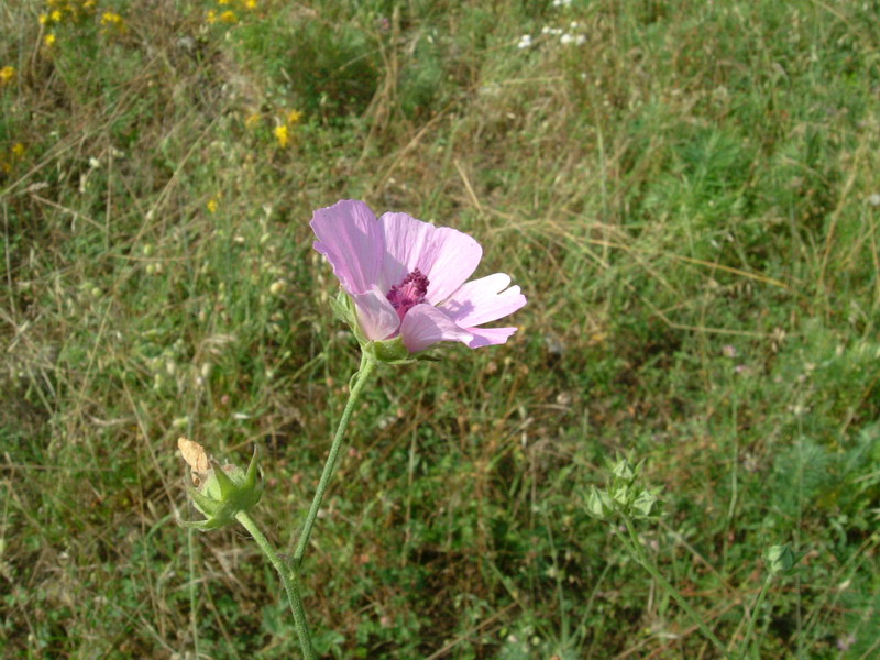 Tra gli incoltivi 4 - Althaea cannabina