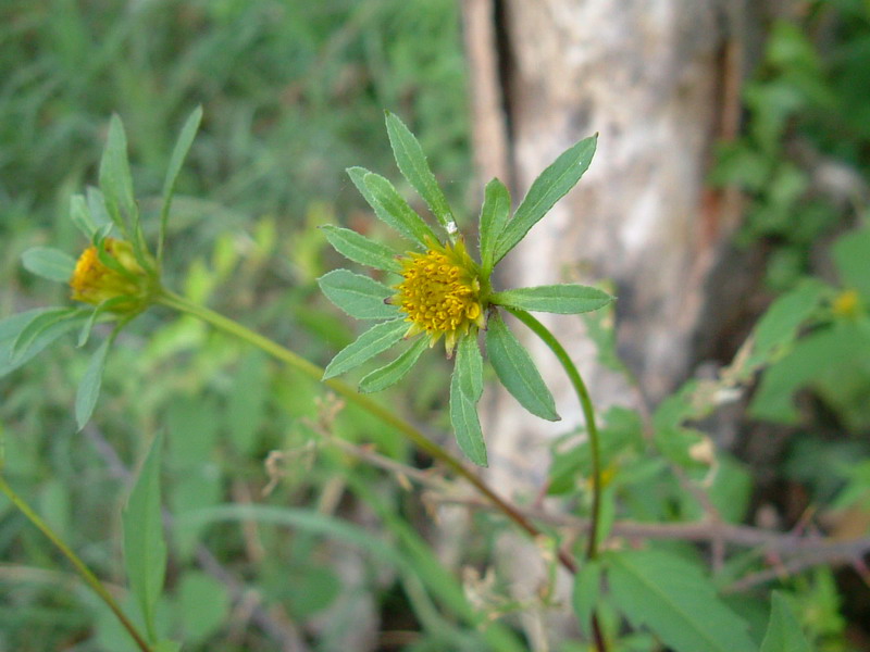 Bidens frondosa / Forbicina peduncolata