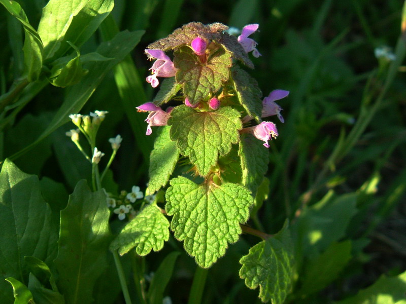 Lamium purpureum