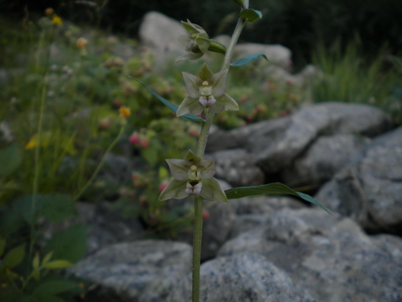 Epipactis gracilis?