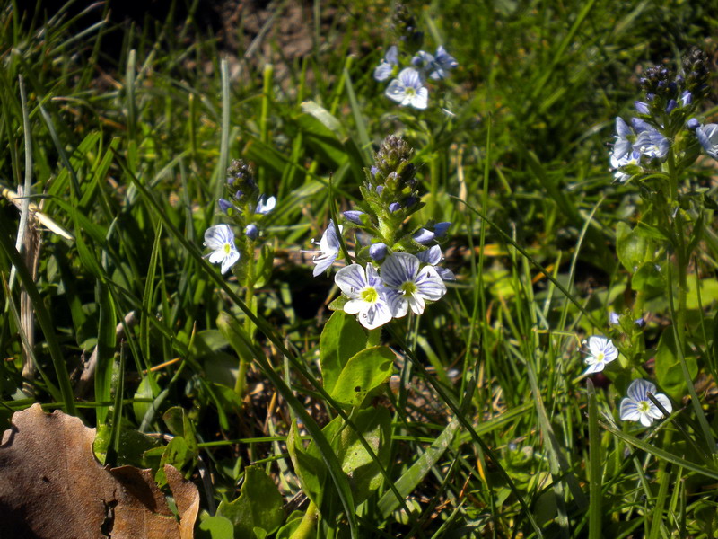 Veronica serpyllifolia / Veronica a foglie di Serpillo