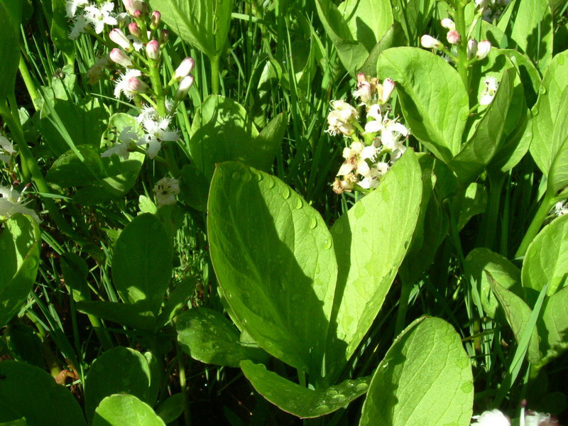 Menyanthes trifoliata / Trifoglio fibrino