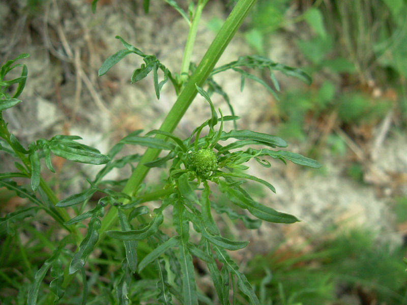 Reseda lutea