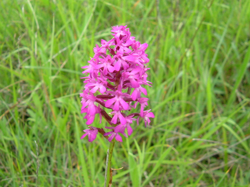 Anacamptis pyramidalis