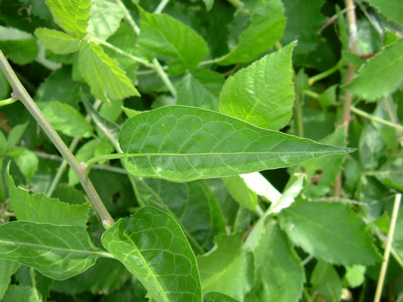 Solanum dulcamara / Morella rampicante