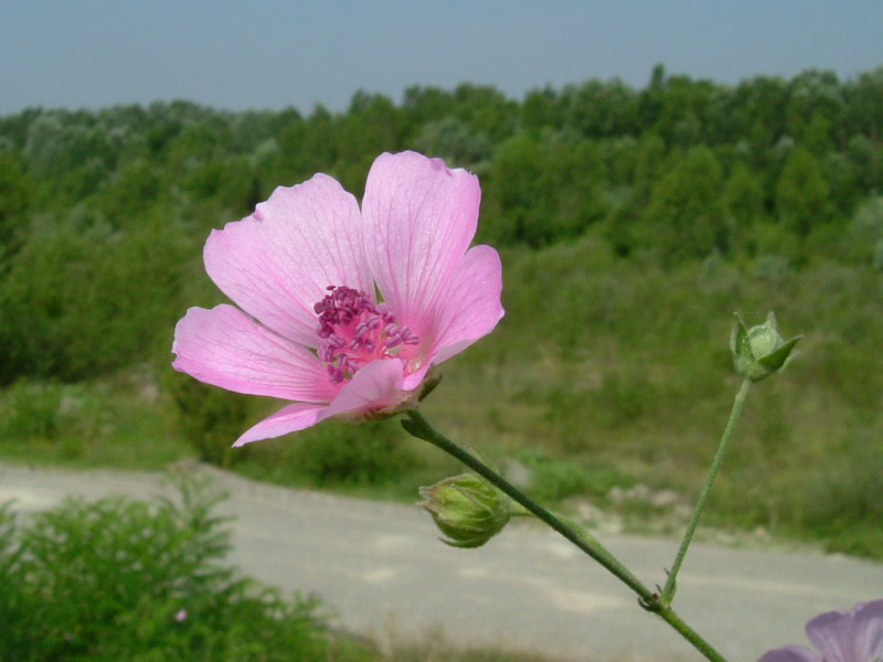 Tra gli incoltivi 4 - Althaea cannabina