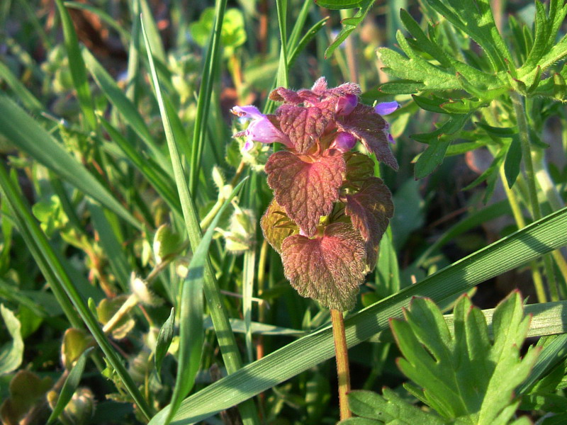 Lamium purpureum