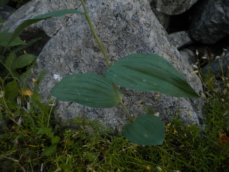 Epipactis gracilis?