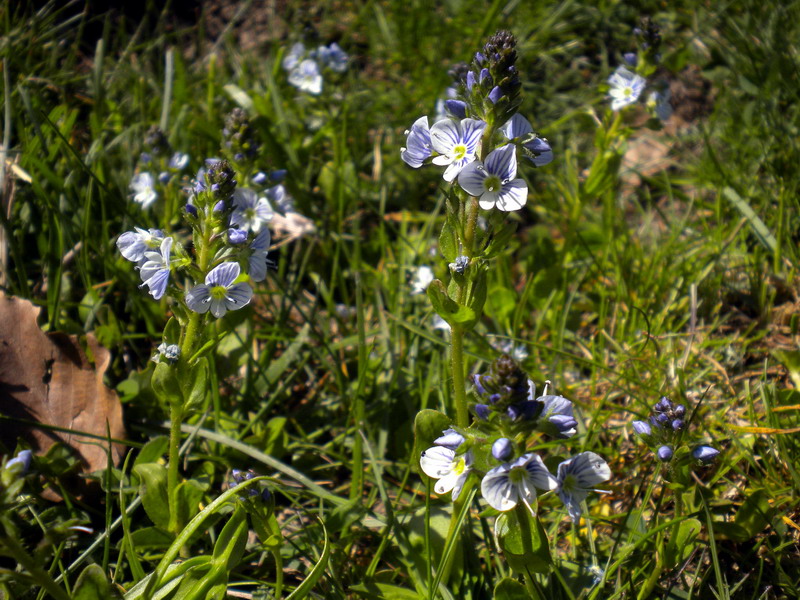 Veronica serpyllifolia / Veronica a foglie di Serpillo