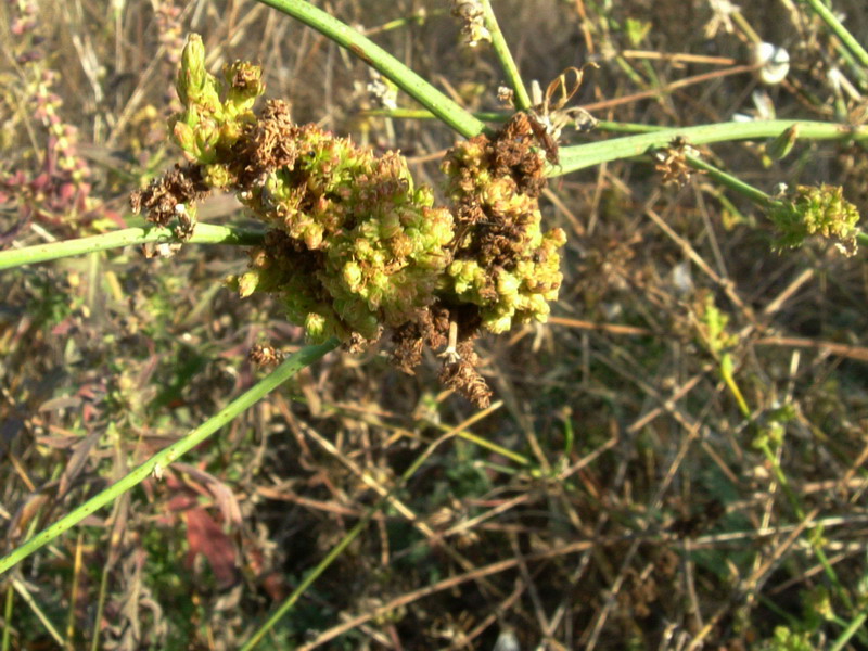 Sul fiume3 - Chondrilla juncea