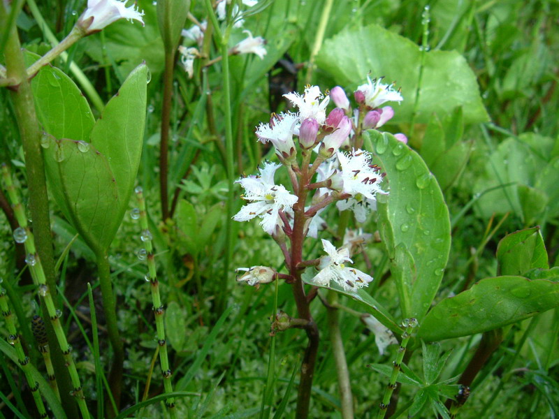 Menyanthes trifoliata / Trifoglio fibrino