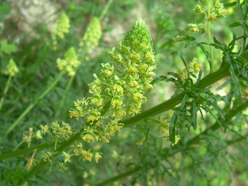 Reseda lutea