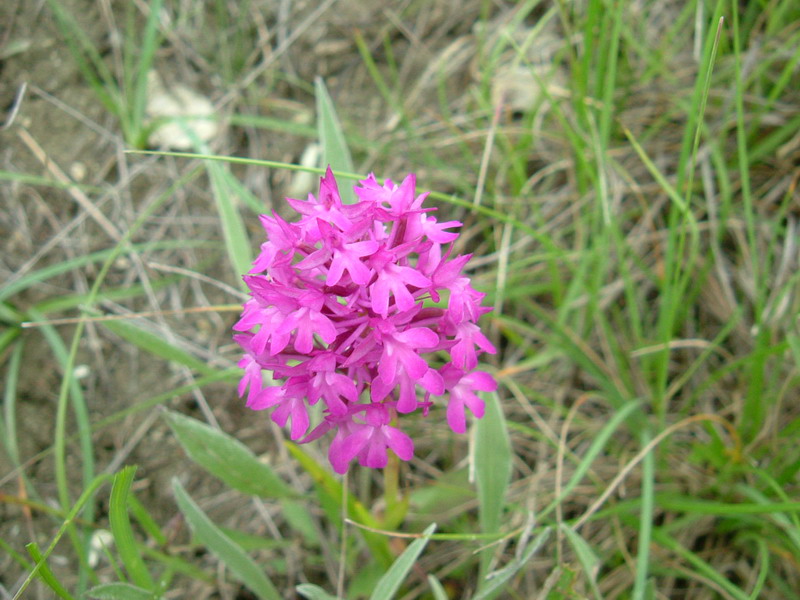 Anacamptis pyramidalis