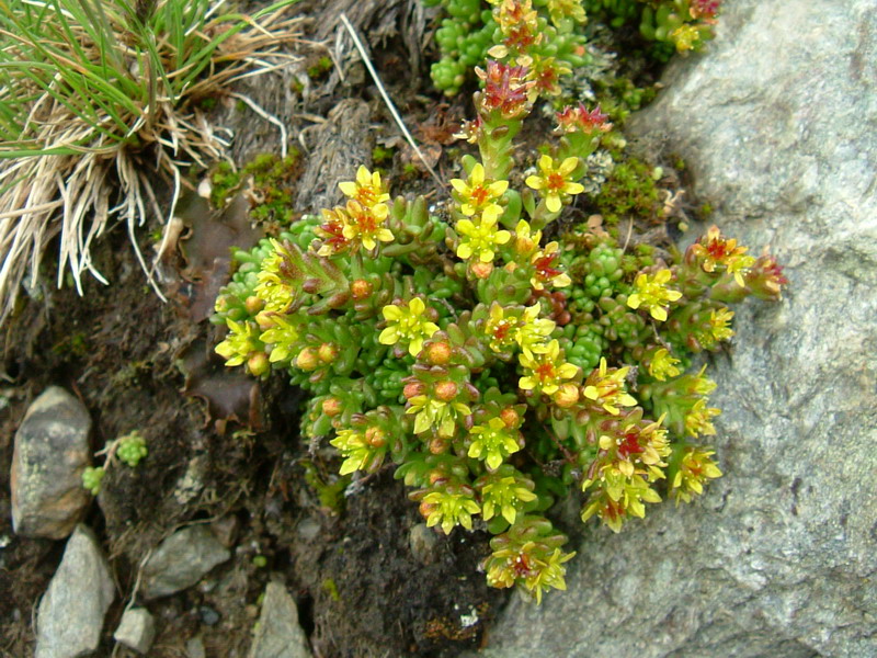 Sedum alpestre / Borracina alpestre