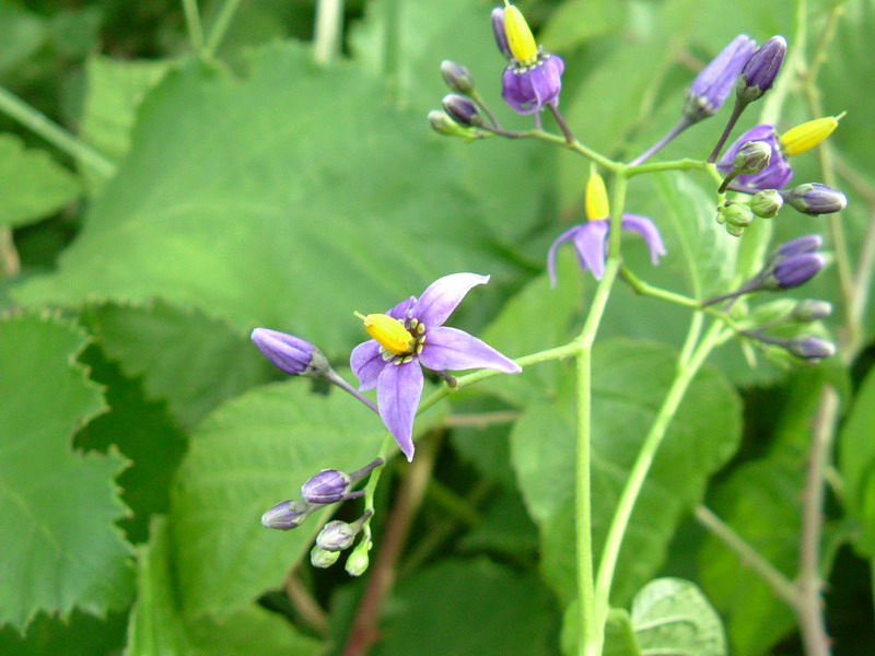 Solanum dulcamara / Morella rampicante