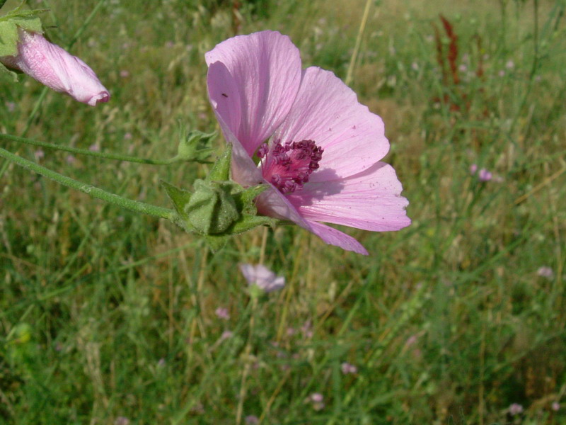 Tra gli incoltivi 4 - Althaea cannabina