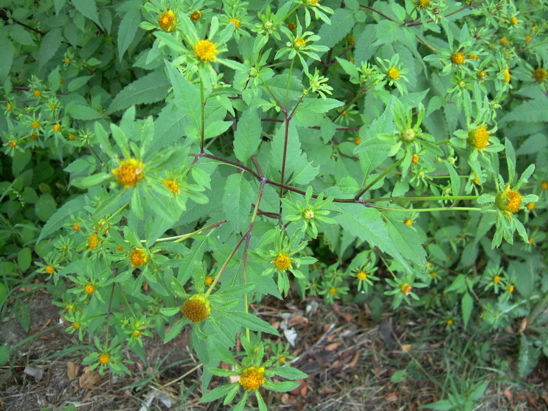 Bidens frondosa / Forbicina peduncolata