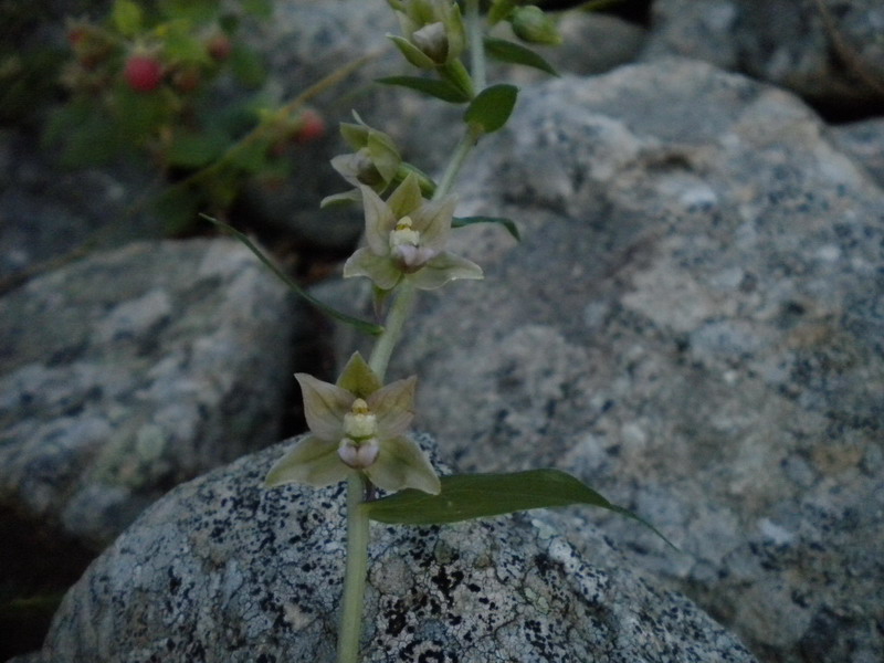 Epipactis gracilis?