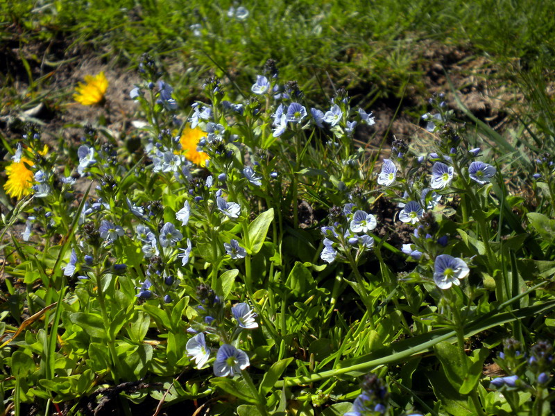 Veronica serpyllifolia / Veronica a foglie di Serpillo