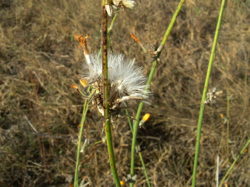 Sul fiume3 - Chondrilla juncea