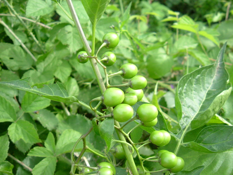 Solanum dulcamara / Morella rampicante