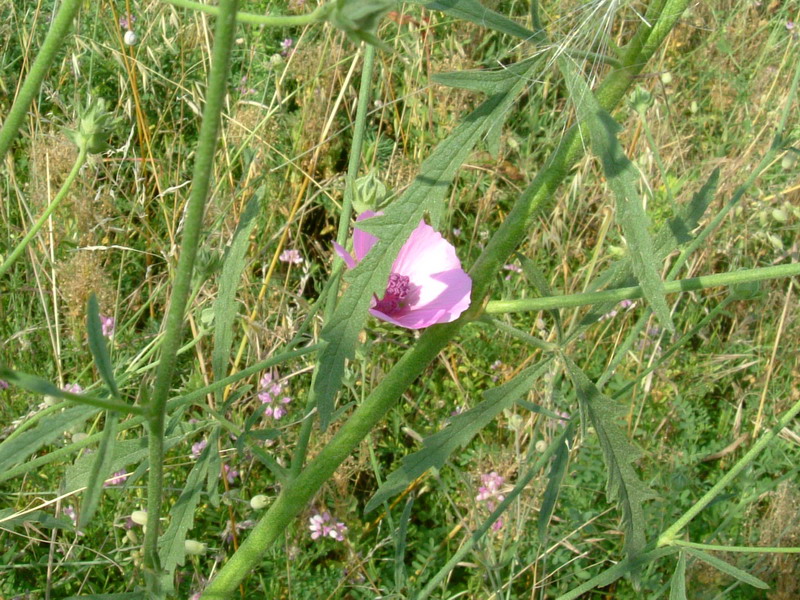 Tra gli incoltivi 4 - Althaea cannabina