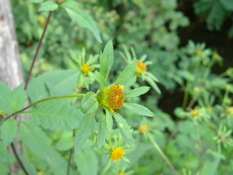 Bidens frondosa / Forbicina peduncolata