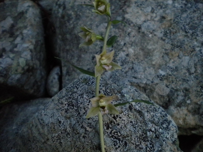 Epipactis gracilis?