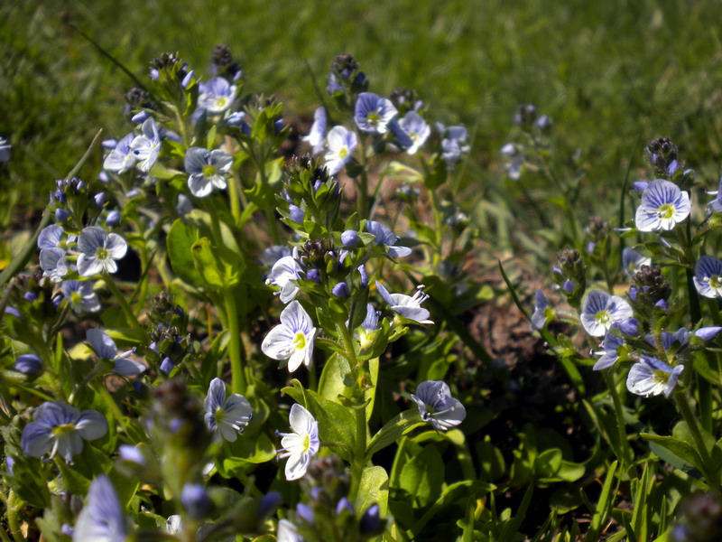 Veronica serpyllifolia / Veronica a foglie di Serpillo