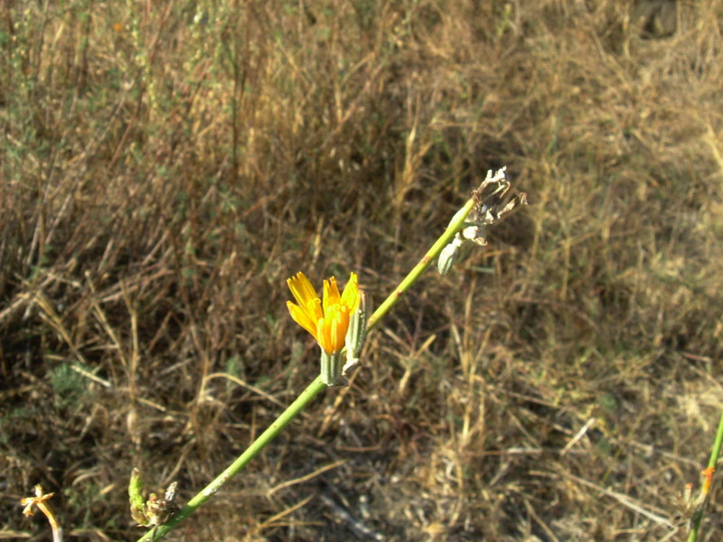 Sul fiume3 - Chondrilla juncea