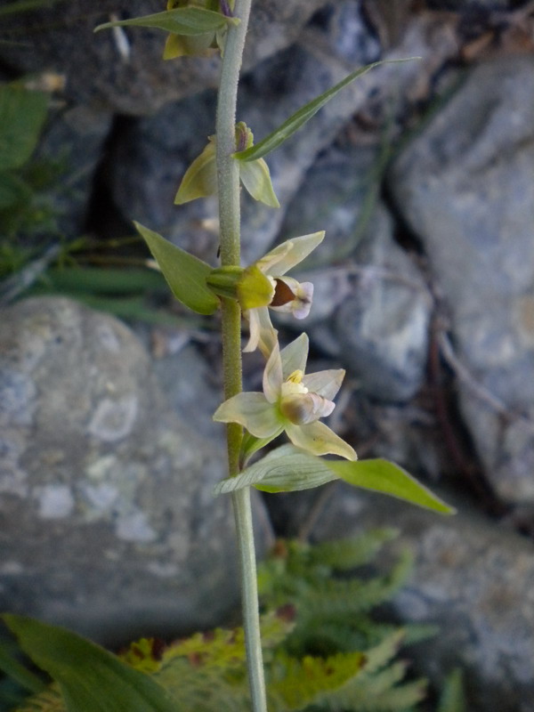 Epipactis gracilis?