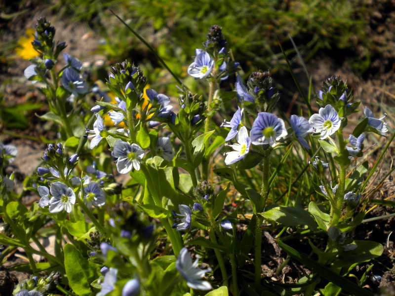 Veronica serpyllifolia / Veronica a foglie di Serpillo