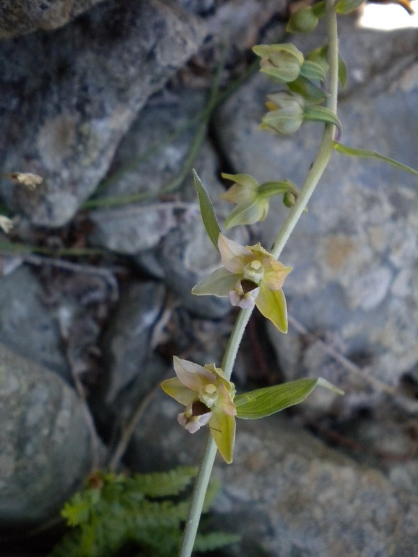 Epipactis gracilis?