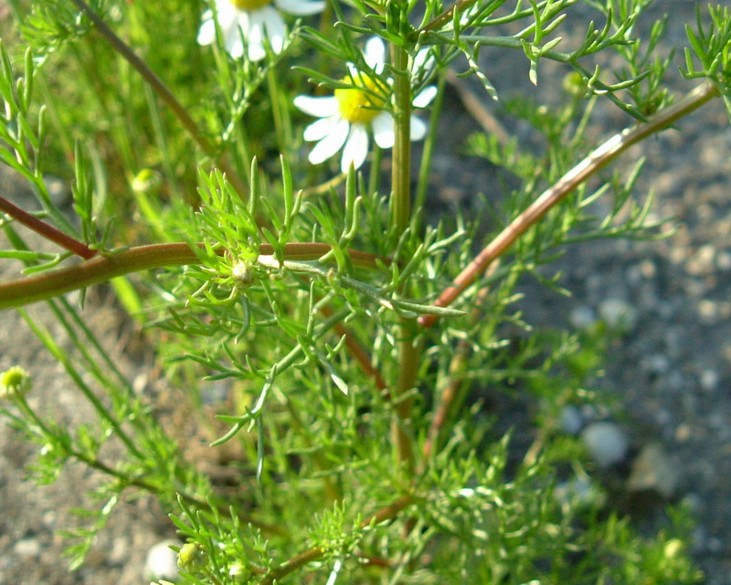 Matricaria camomilla