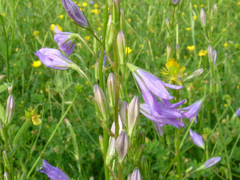 Campanula rapunculus