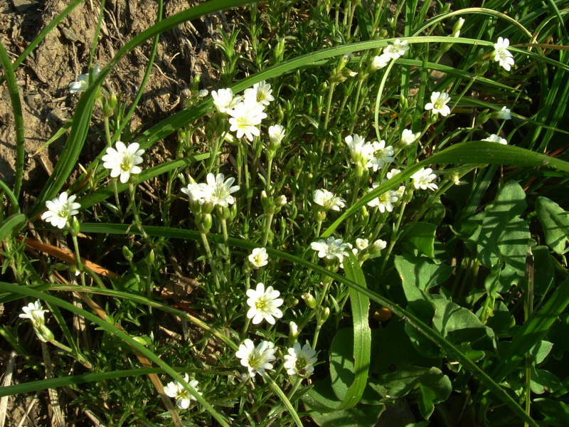 Cerastium arvense