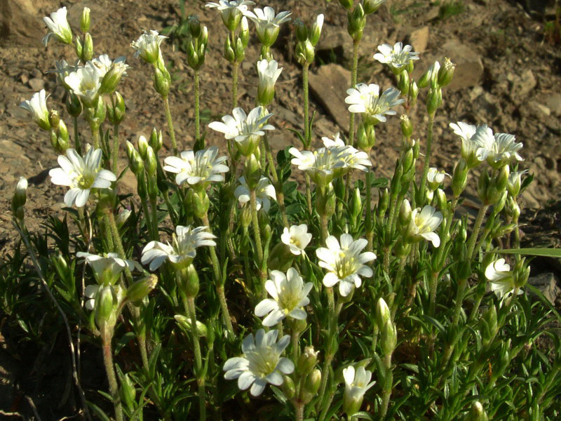 Cerastium arvense