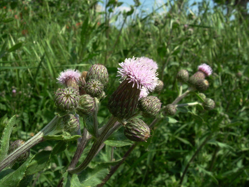 Cirsium arvense / Cardo campestre