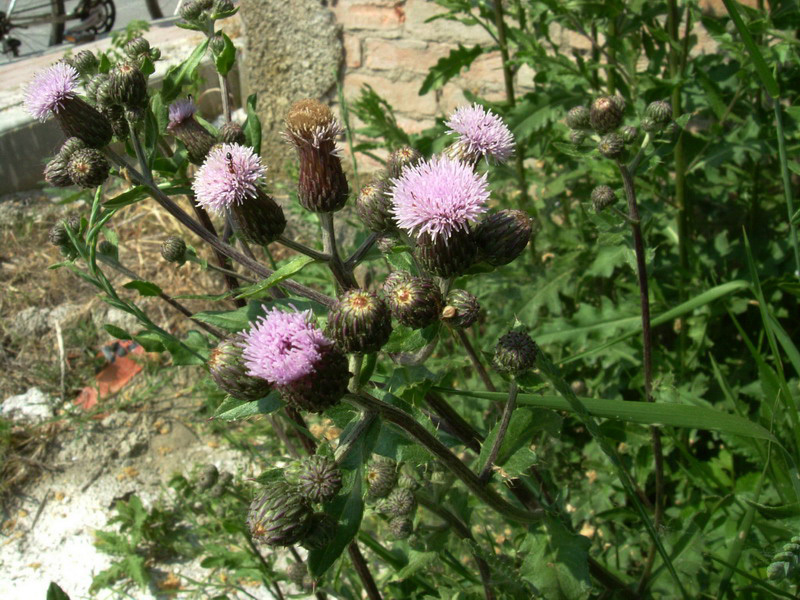 Cirsium arvense / Cardo campestre