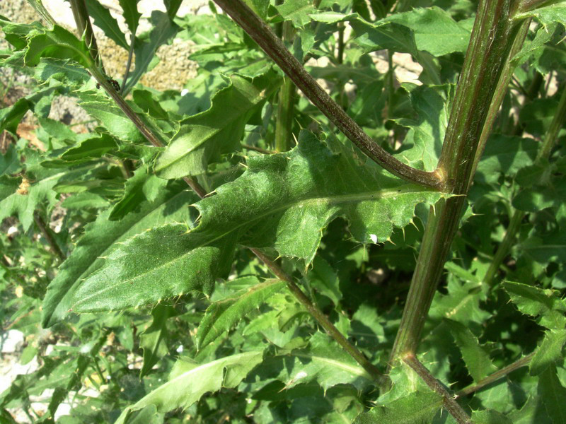 Cirsium arvense / Cardo campestre