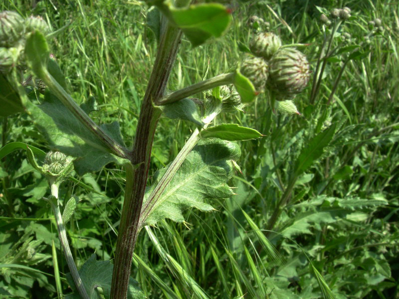 Cirsium arvense / Cardo campestre