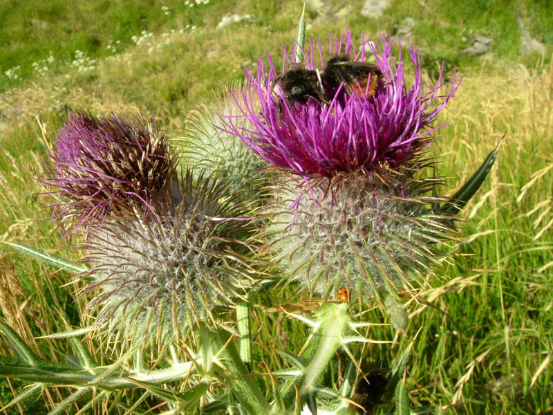 Cirsium eriophorum