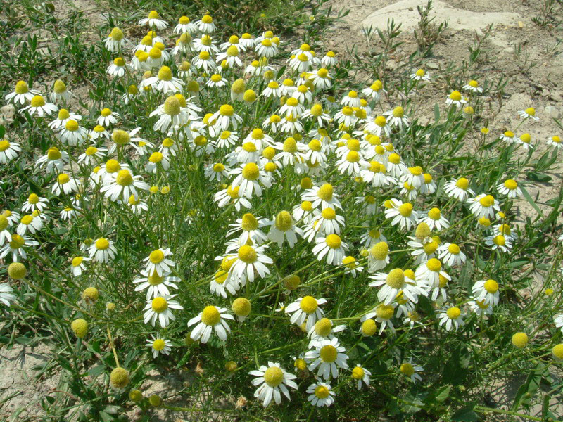 Matricaria chamomilla / Camomilla comune