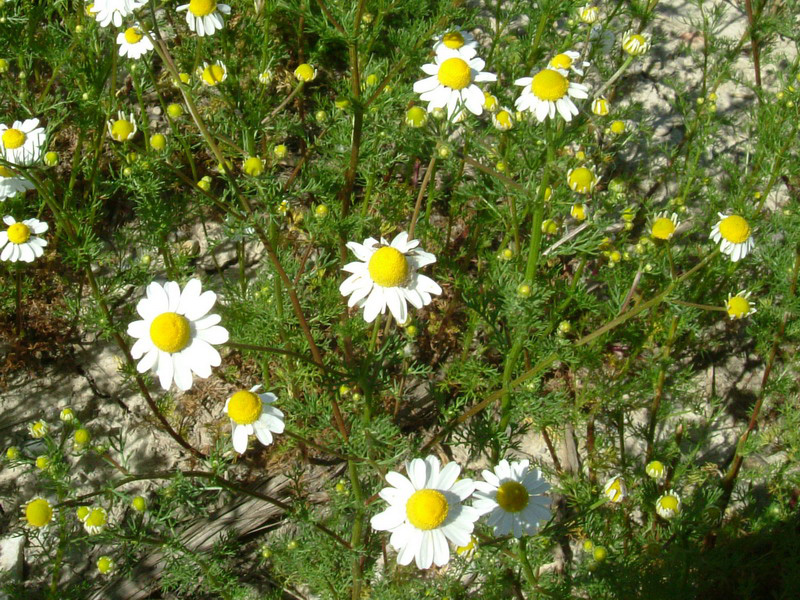 Matricaria chamomilla / Camomilla comune