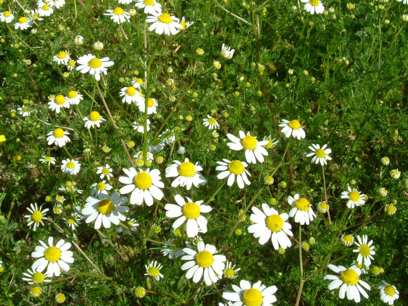 Matricaria chamomilla / Camomilla comune